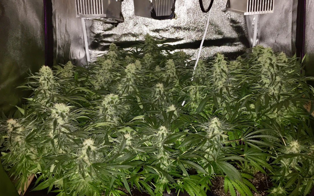 Nasiona konopi odmiany AK 47