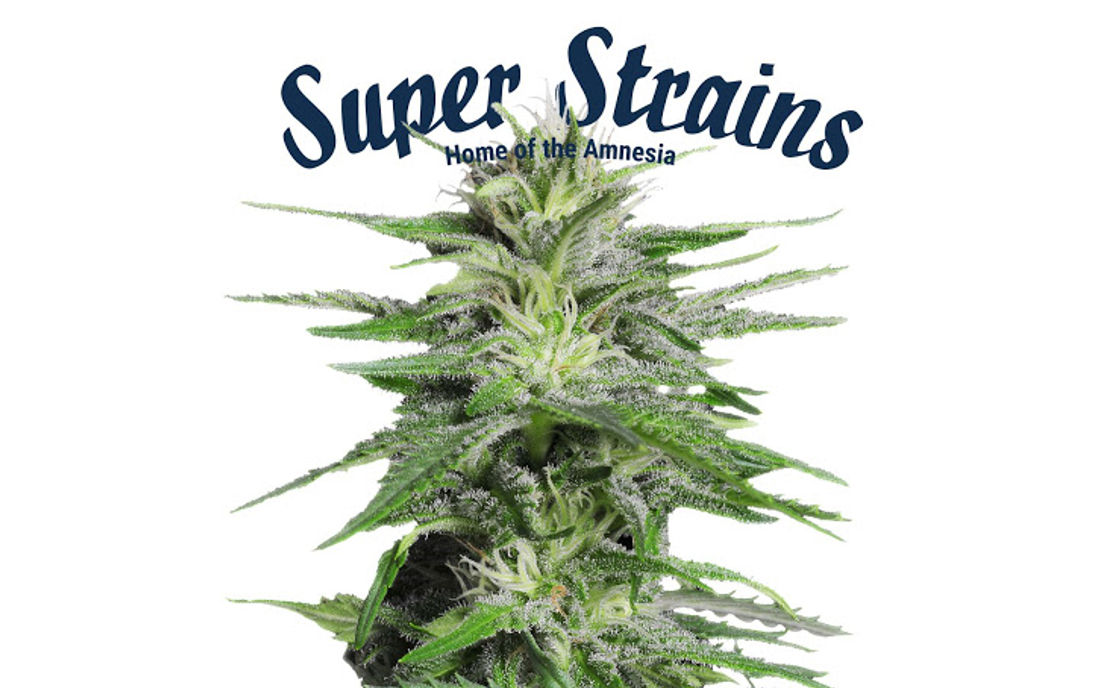 Nasiona marihuany feminizowane Super Strains