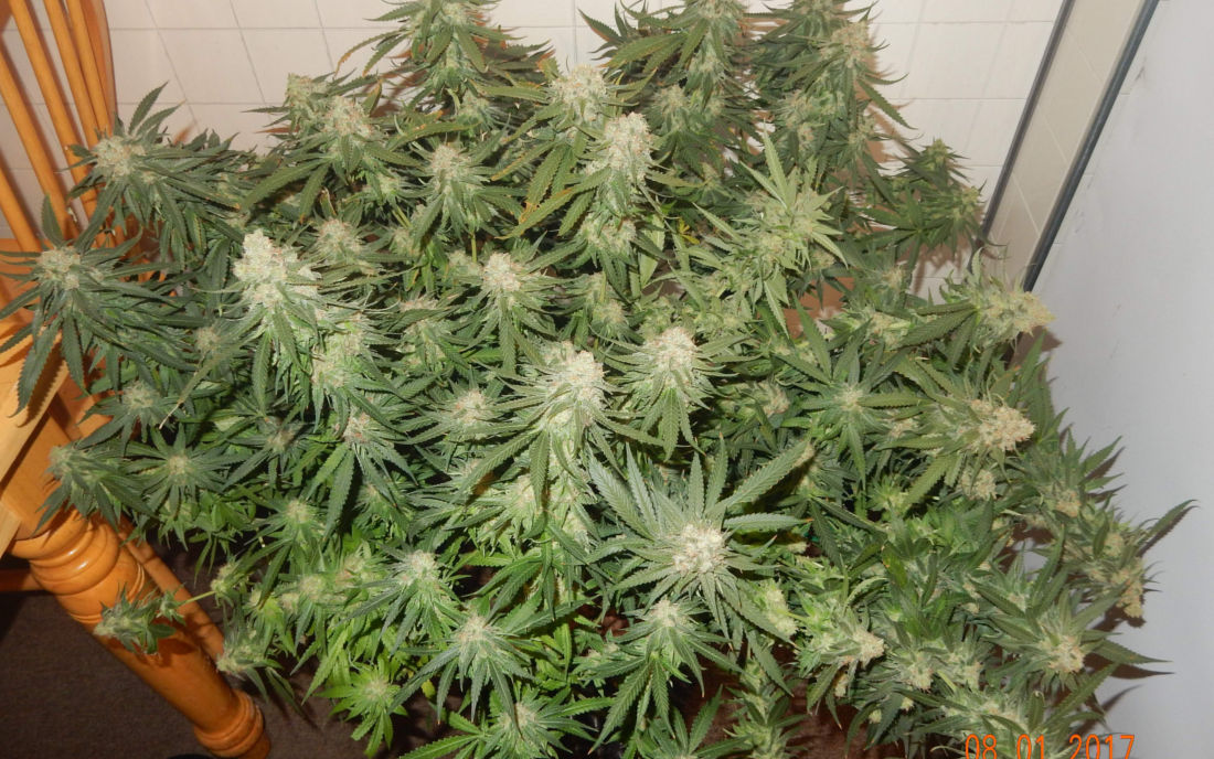 Nasiona marihuany na sztuki Critical Kush