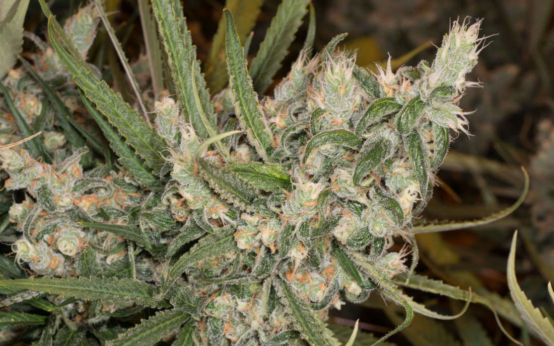 Odmiana marihuany Sour Diesel