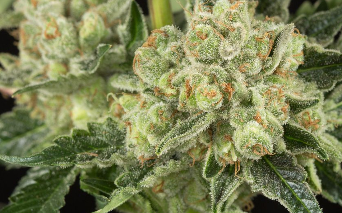 OG Kush Dinafem nasiona THC