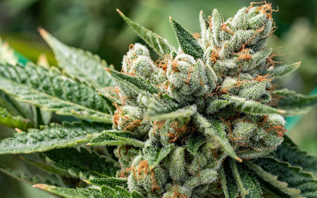 OG Kush uprawa Josh D