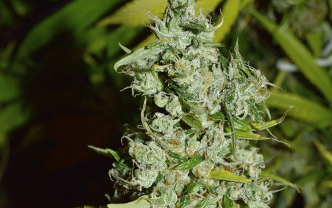 Oldschool Haze Super Sativa