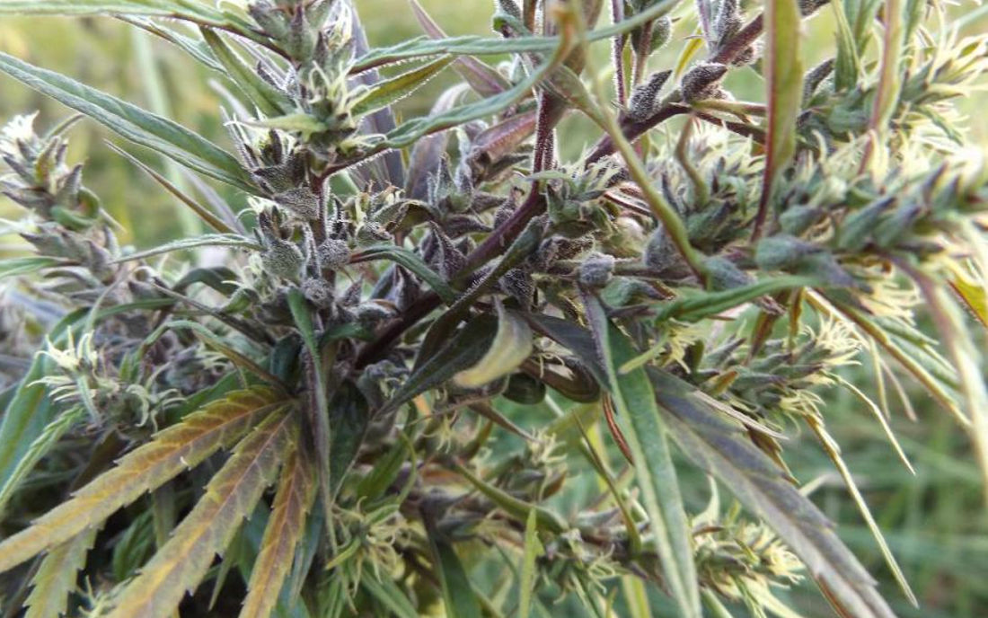 Oldtimes Haze ACE Seeds