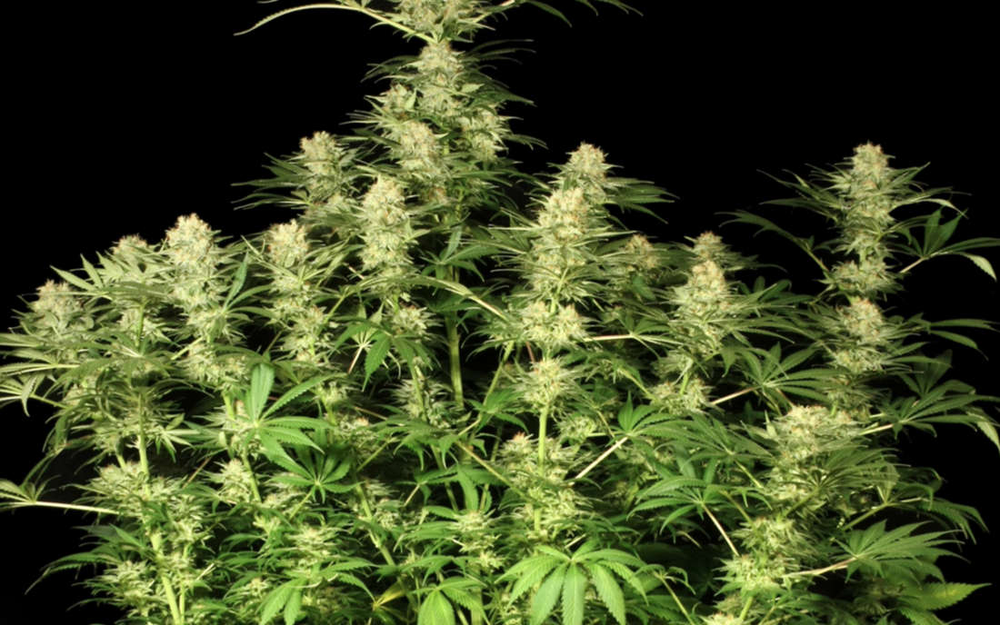 Ortega indica Dutch Passion