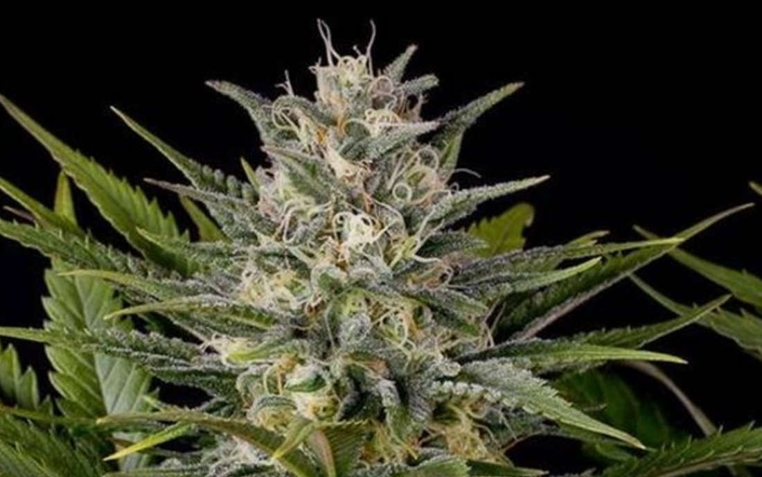 Pineapple Skunk Humboldt Seeds Organization