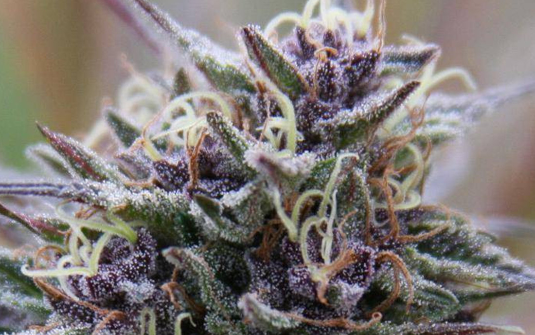 Purple Maroc nasiona konopi outdoor