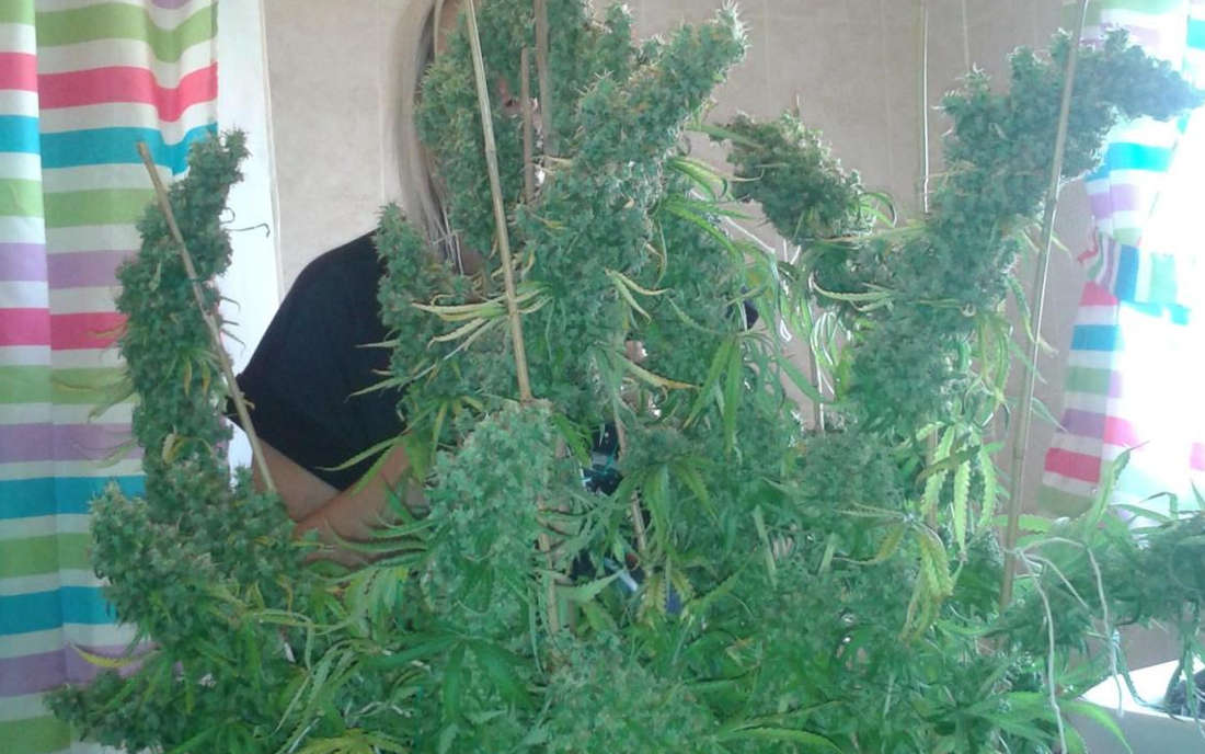 Skunk 11 Dutch Passion sklep