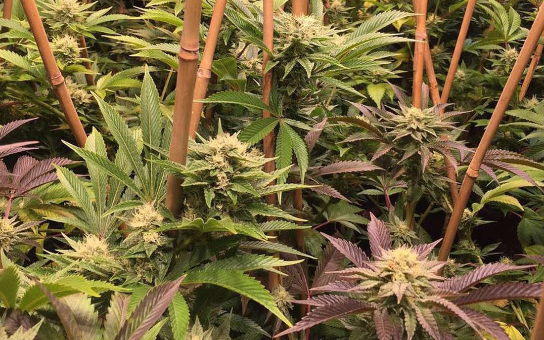 Sour Diesel nasiona marihuany sklep