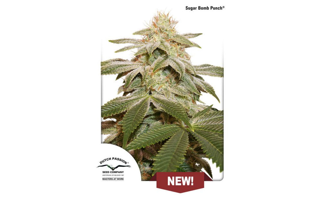 Sugar Bomb Punch Dutch Passion