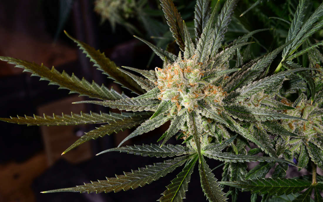 Super Lemon Haze nasiona tanie