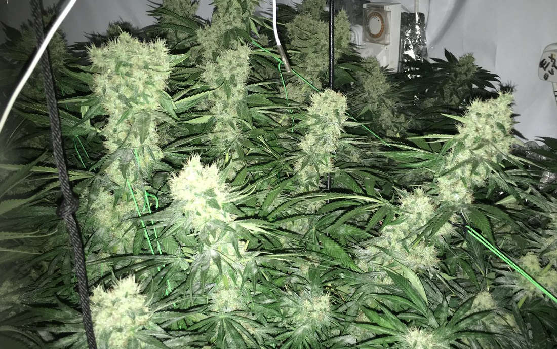 Super Skunk Sensi Seeds nasiona
