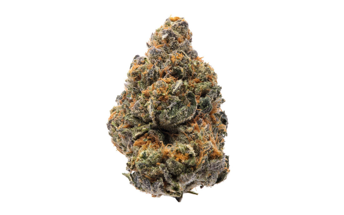 Top konopi The New Humboldt Seeds 