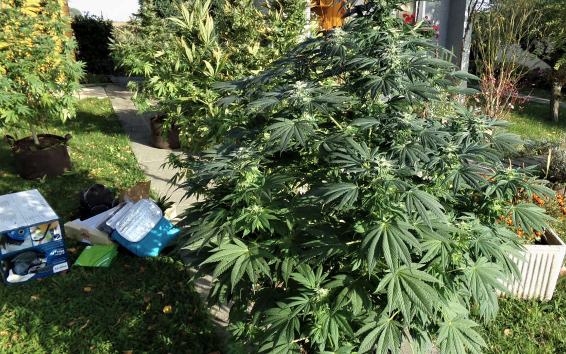 The New krzak konopi HSO