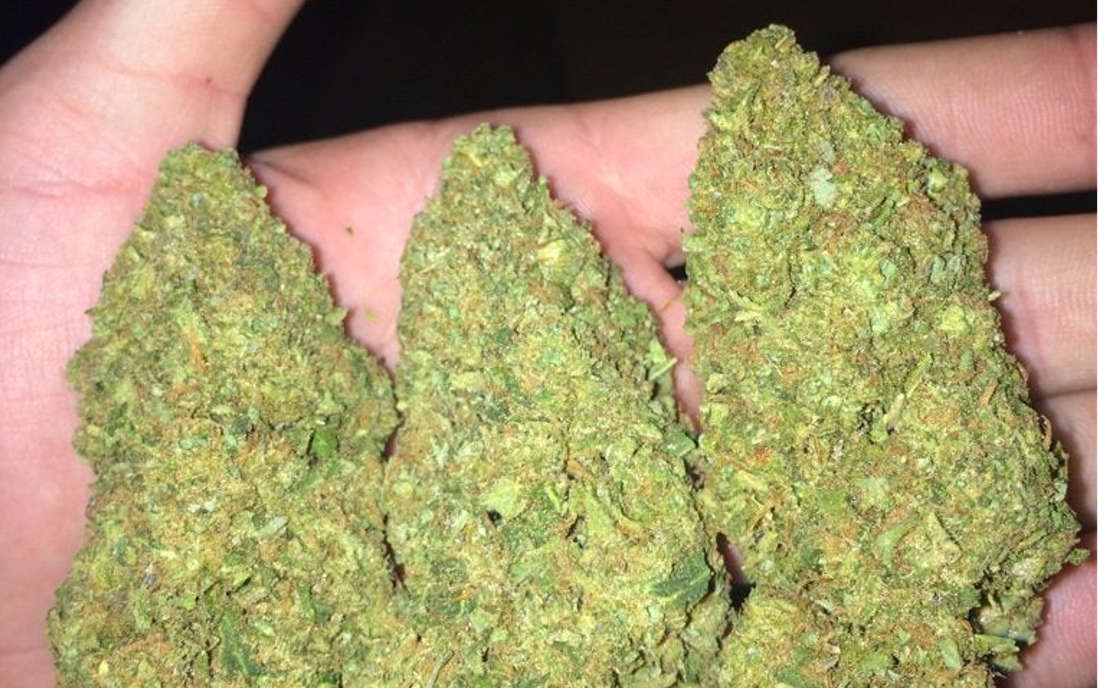 Topy odmiany konopi Blue Dream