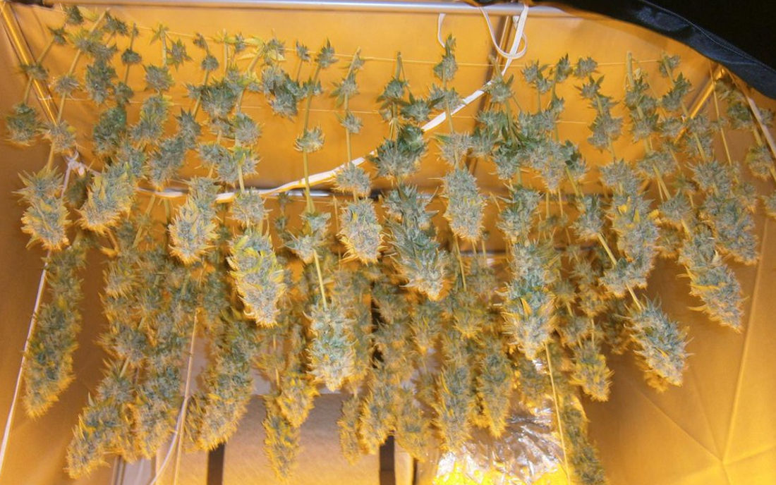 Topy suche Critical Kush nasiona