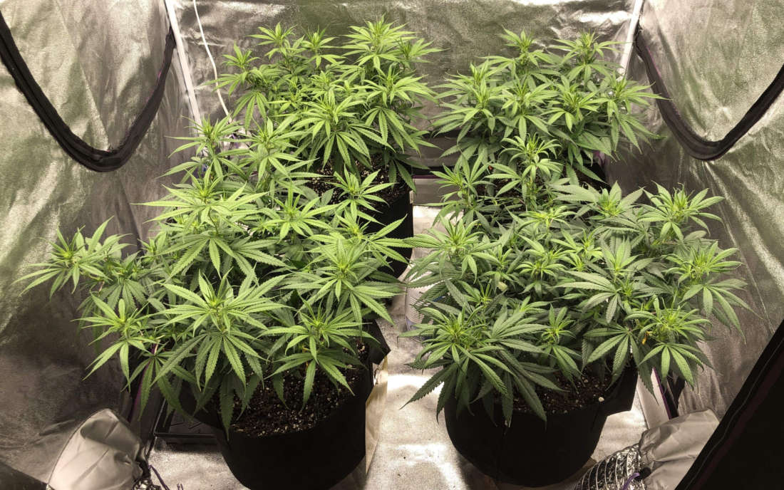 Uprawa konopi Blue Dream