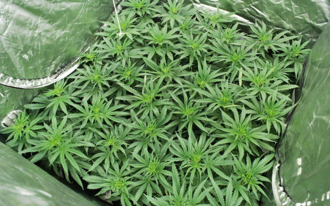 Uprawa odmiany nasion Critical Kush