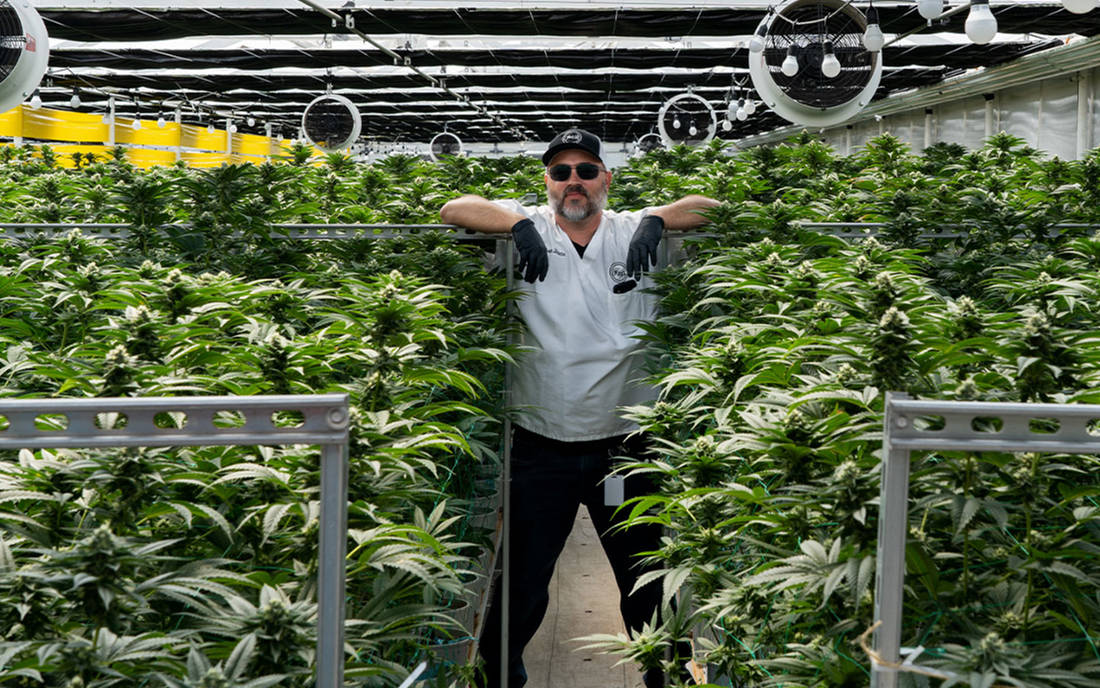 Uprawa OG Kush Josh D