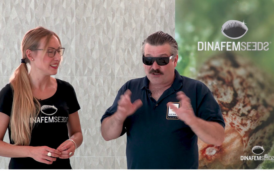 Urbangrower Dinafem kolaboracja nasiona konopi