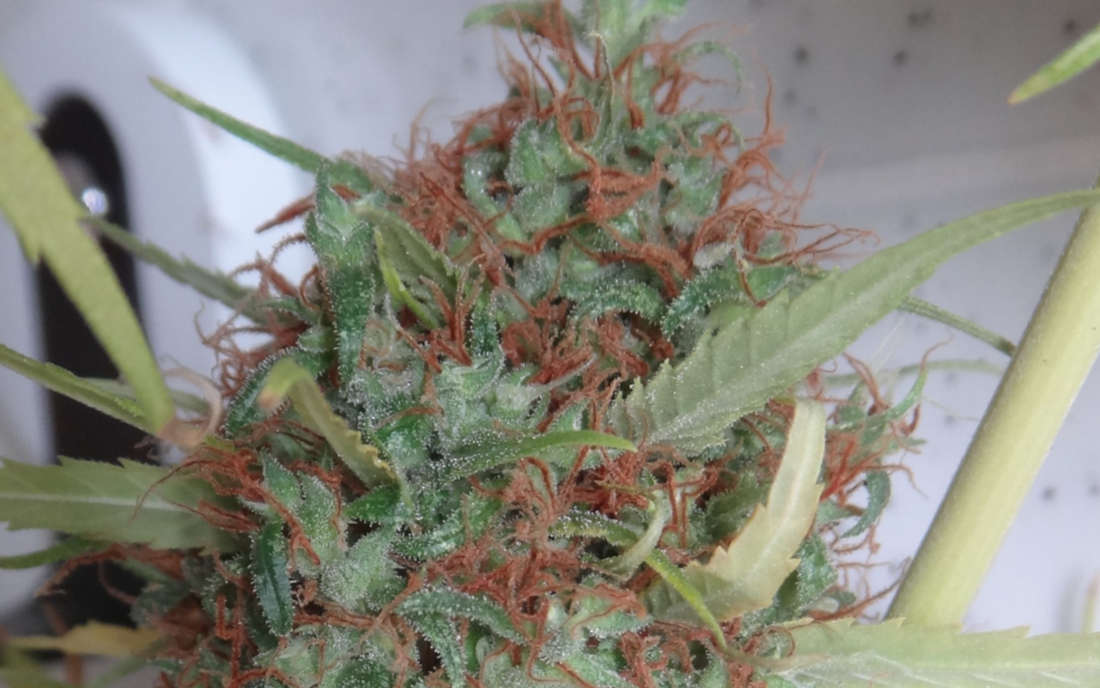 ACE Seeds Honduras czysta Sativa