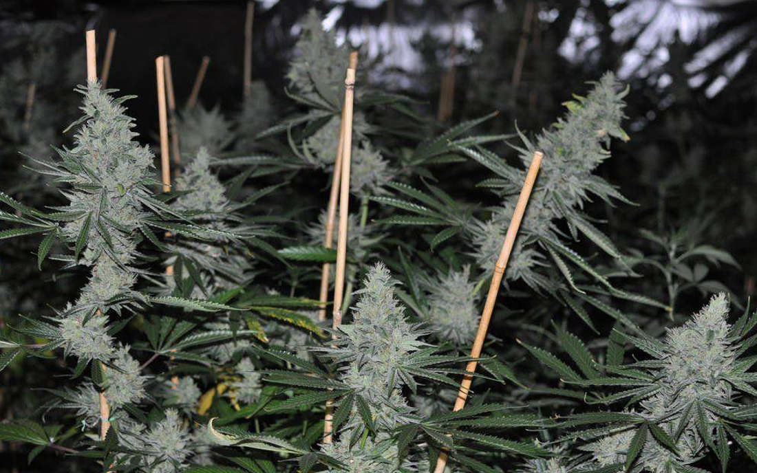 ACE Seeds Panama Haze nasiona