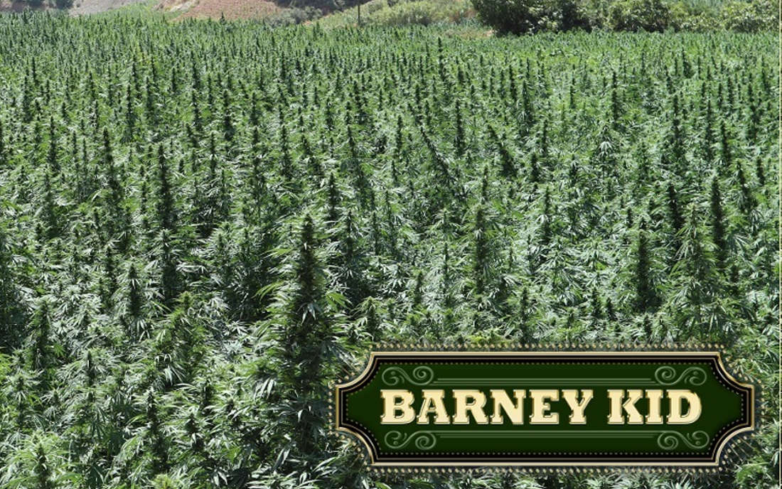 Barney Kid - odmiana marihuany