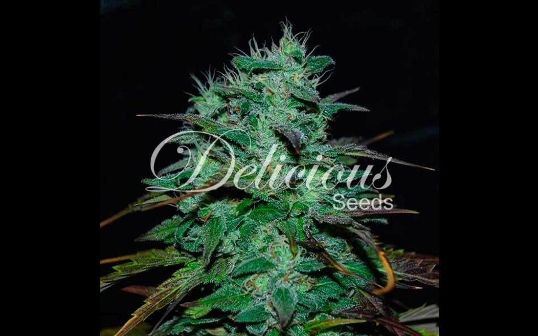 Chocobang nowa odmiana Delicious Seeds