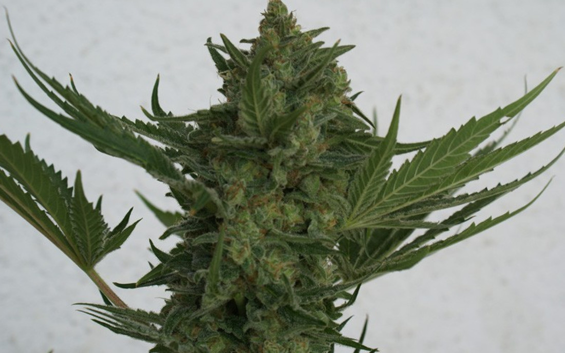 Critical Haze nasiona feminizowane