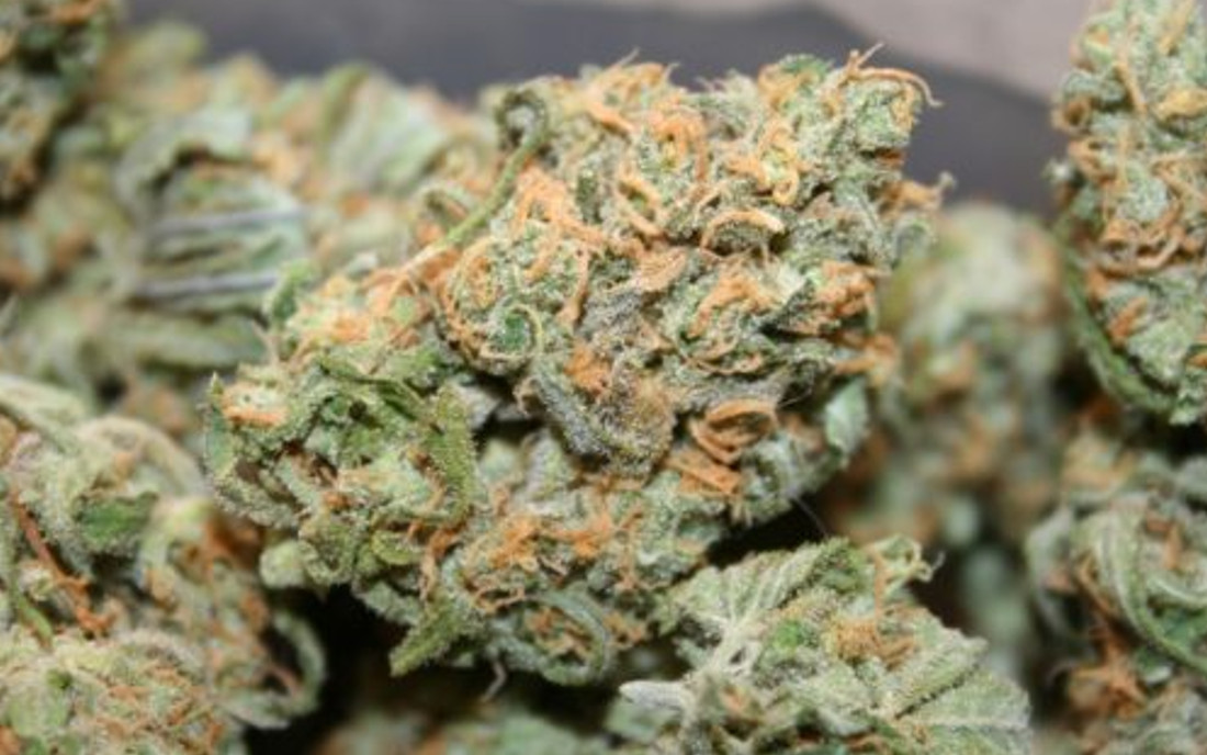 Critical Haze nasiona marihuany sklep