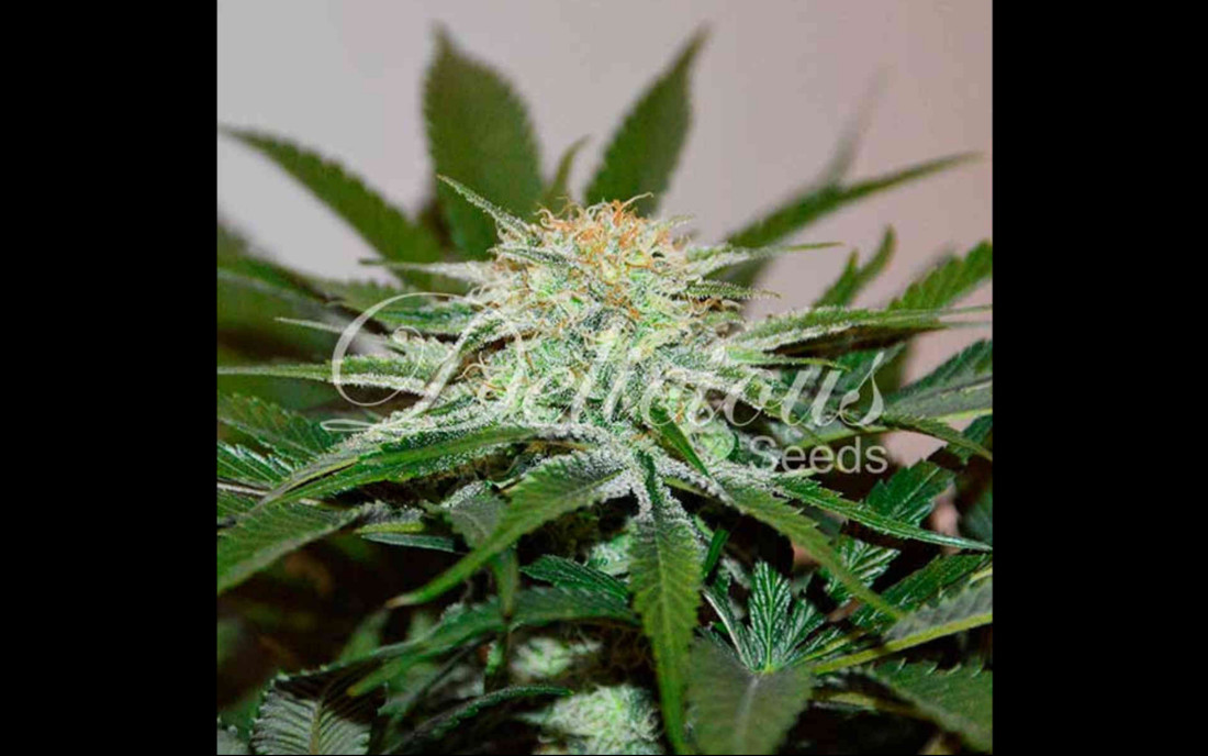 Descojack Delicious Seeds nasiona konopi