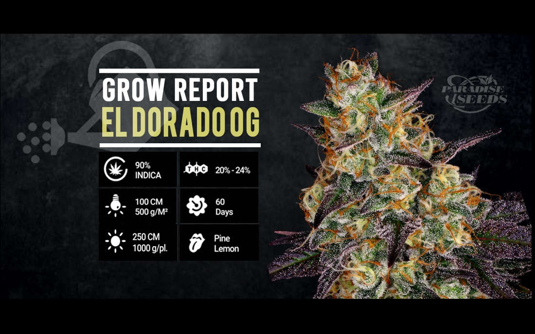 El Dorado OG marihuana nasiona