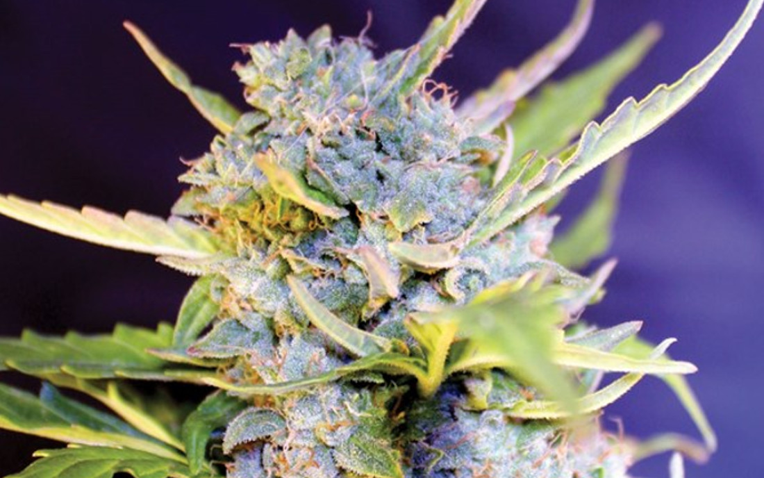 G13 Labs Auto Fro-Yo