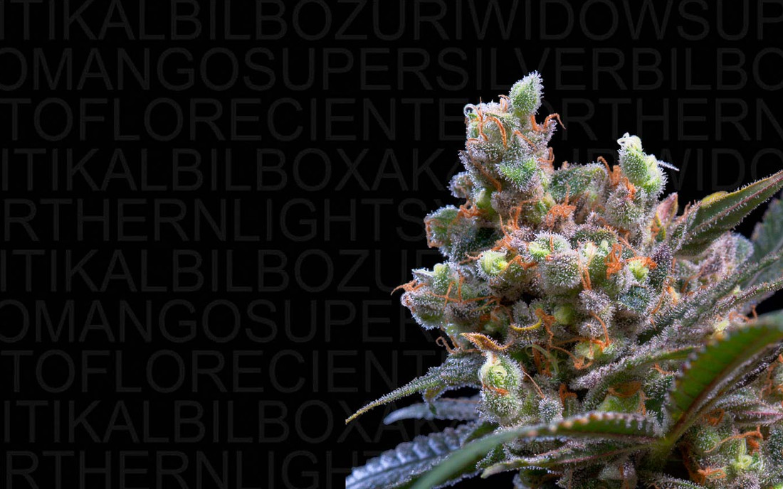 Genehtik Seeds nasiona konopi feminizowane