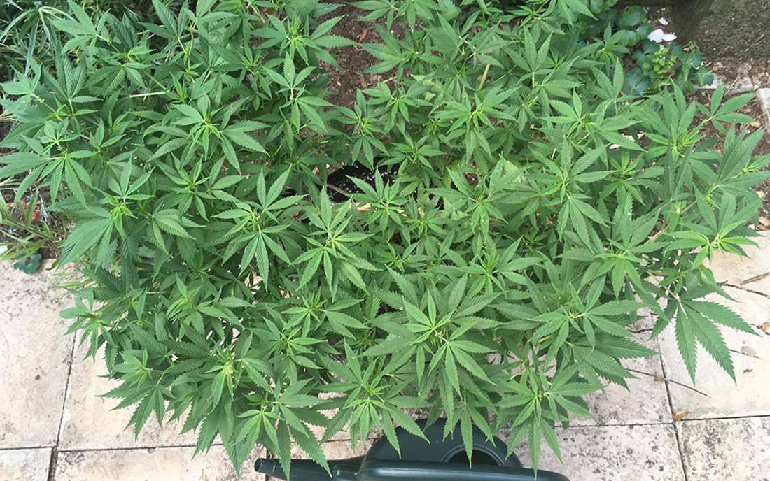 Green Crack Fast outdoor HSO
