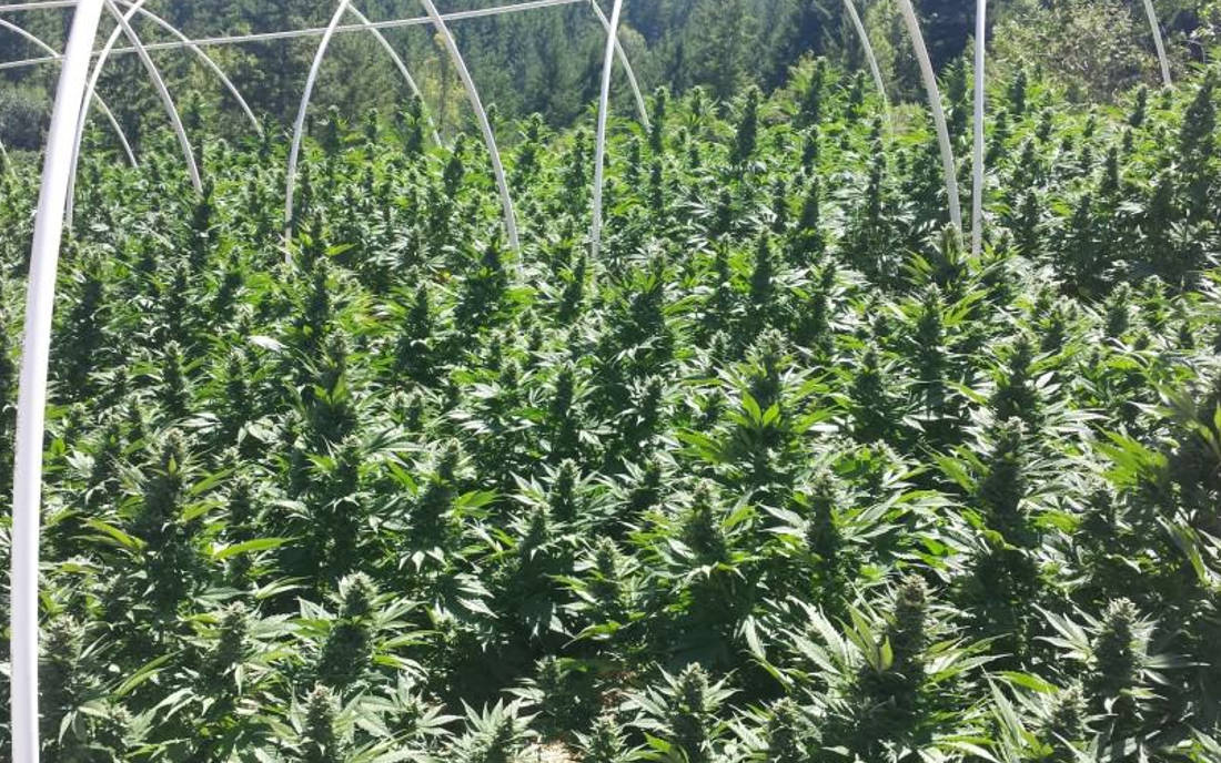 HSO nasiona marihuany nowe