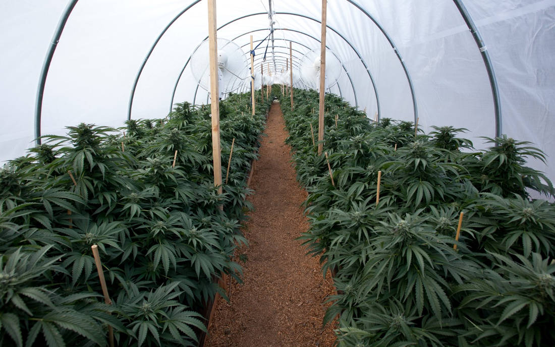 Humboldt Seeds nasiona marihuany