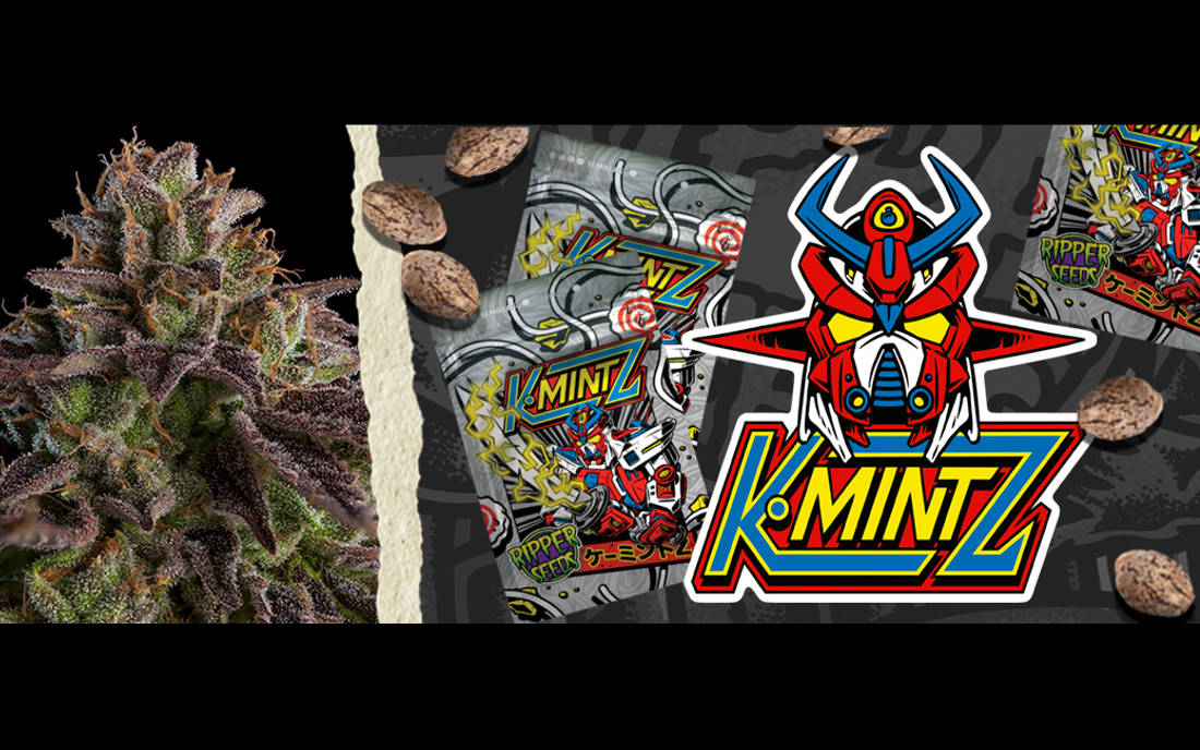 Kmintz nasiona Ripper Seeds
