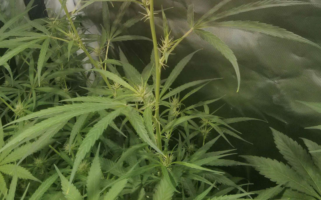 Landrace - czysta Sativa