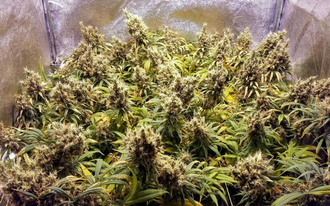 Malawi Northern Lights Auto