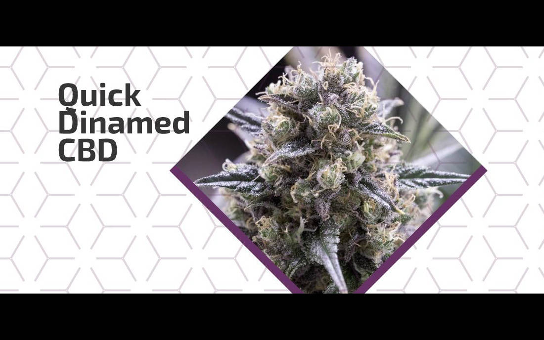 Nowa odmiana CBD Dinamed Quick