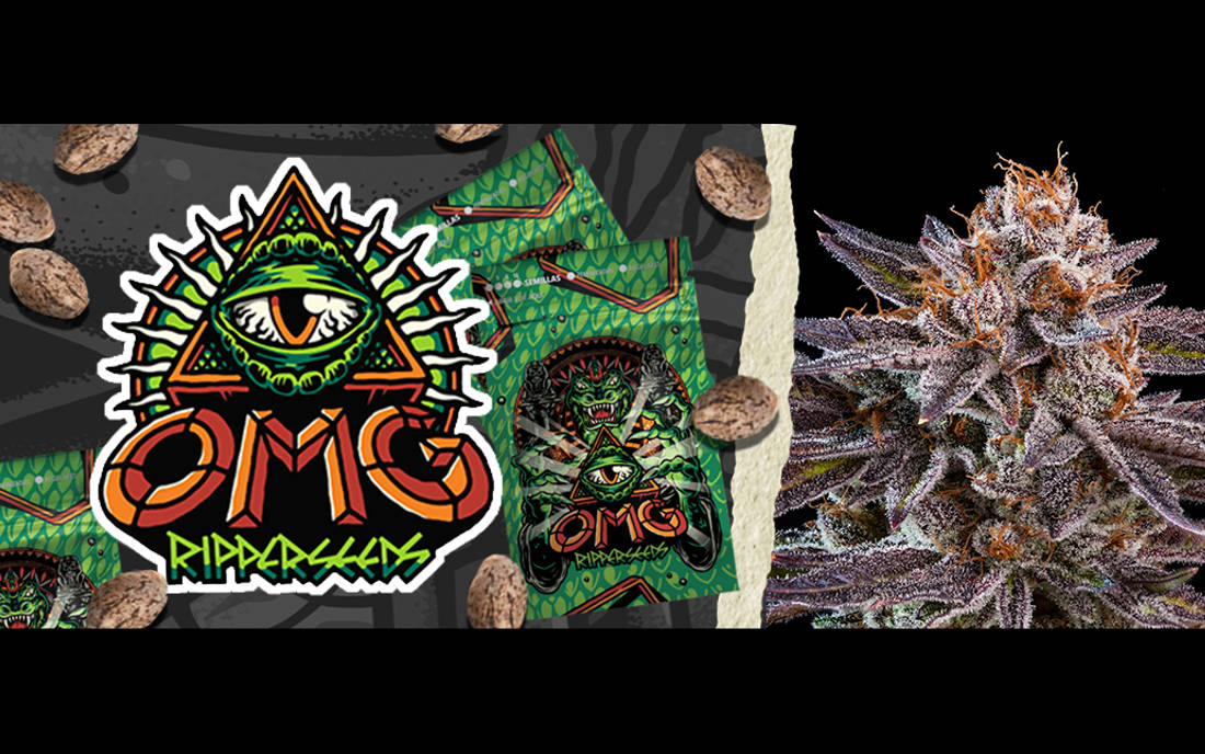 OMG nowa odmiana Ripper Seeds