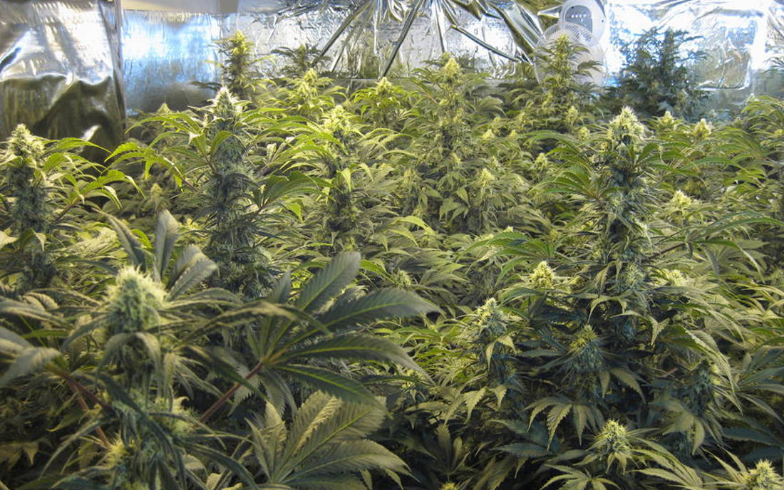 Super Silver Haze nasiona sklep