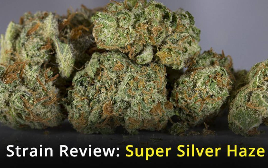 Super Silver Haze nasiona konopi