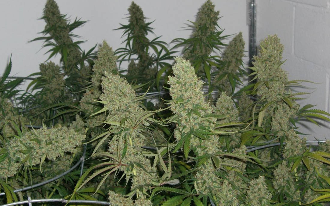 Super Silver Haze odmiana marihuany