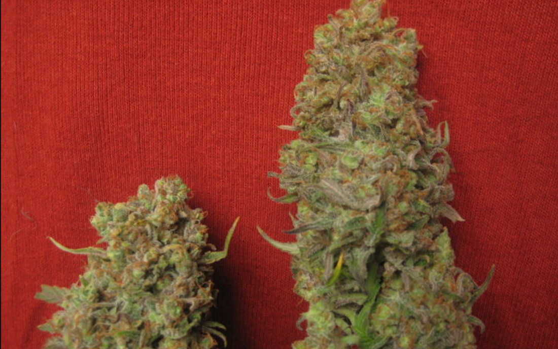 Topy Critical Haze nasiona sklep