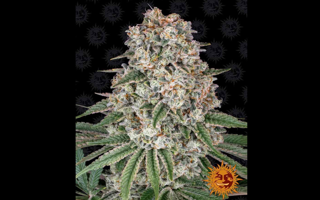 Tropicanna Banana Barneys Farm nasiona