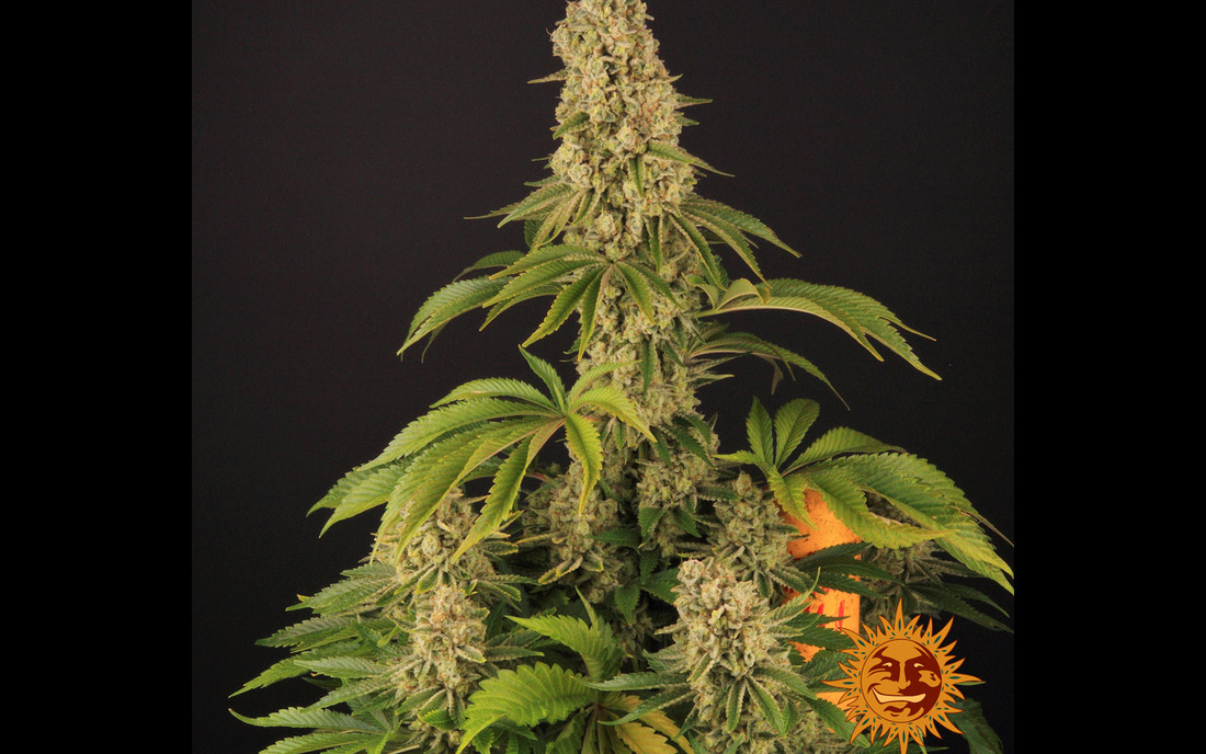 Tropicanna Banana nasiona konopi sklep