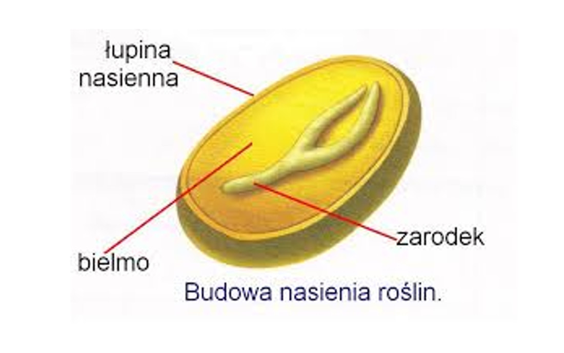 Budowa nasiona konopi