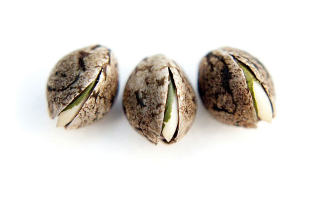 Duże nasiona konopi